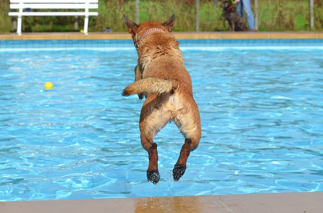 pes skáče do bazénu
