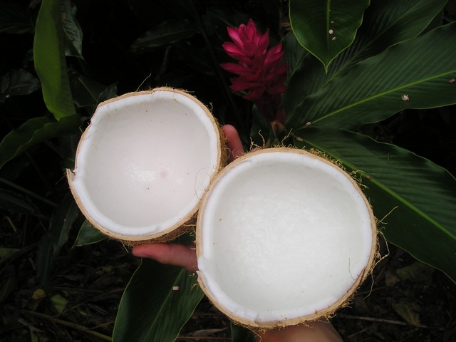 Rozbitý kokos s dužinou